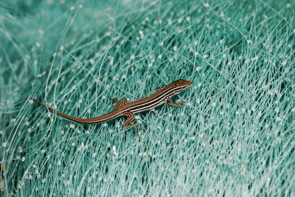 Little lizard